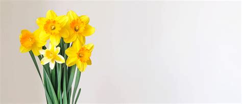 daffodil-care-guide-how-to-care-for-daffodils-growing image
