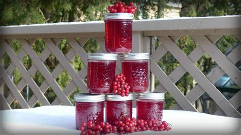 highbush-cranberry-jelly-recipe-edible-wild-food image