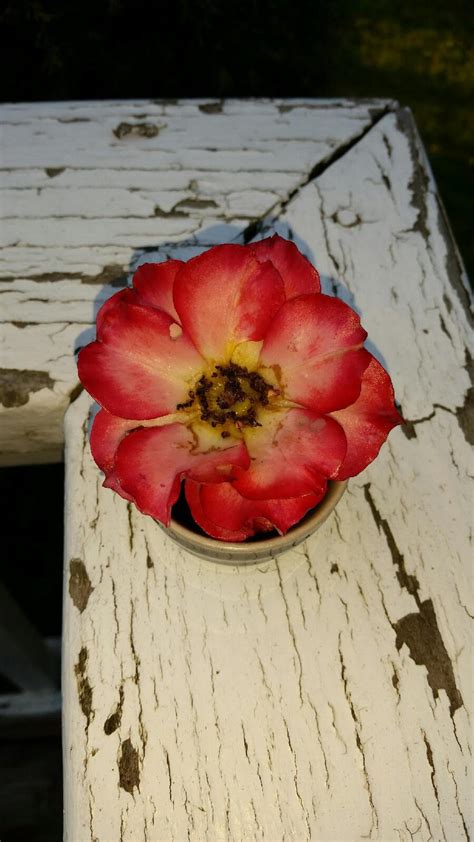 rose-preservation-with-wax-how-to-preserve-roses image