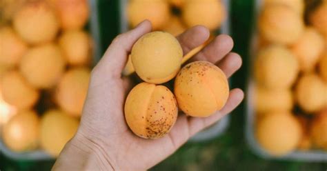 9-health-and-nutrition-benefits-of-apricots image