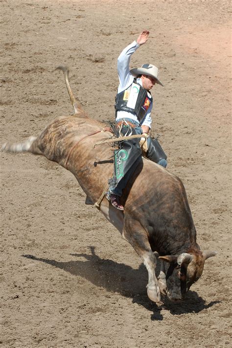 bull-riding-wikipedia image