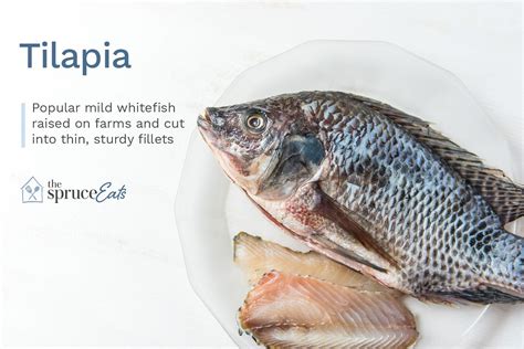 what-is-tilapia-the-spruce-eats image