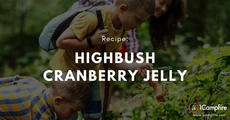 highbush-cranberry-jelly-is-amazing-1campfire image