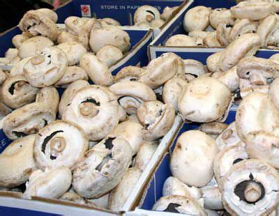 velout-aux-champignons-de-paris-button-mushroom image