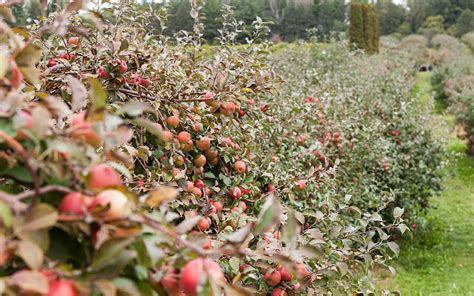 all-of-minnesotas-apples-ranked-mplsstpaul image