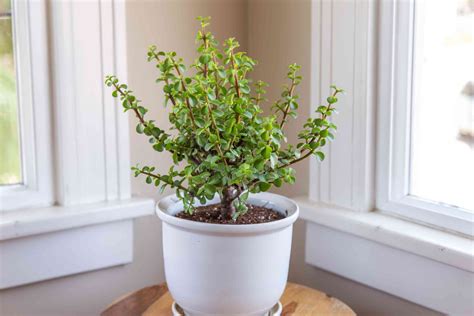how-to-grow-and-care-for-dwarf-jade-the-spruce image