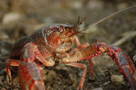 what-do-crayfish-eat-full-food-diet-list-aquarium image