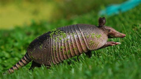 what-do-armadillos-eat-referencecom image