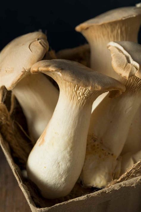15-best-king-oyster-mushroom-recipes-izzycooking image
