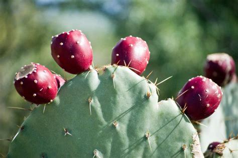 how-to-harvest-prepare-and-eat-prickly-pear-cactus image