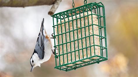 how-to-make-your-own-suet-cakes-garden-gate image