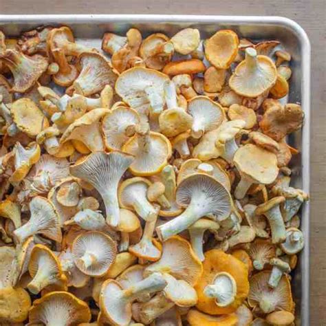 guide-to-golden-chanterelle-mushrooms-forager-chef image