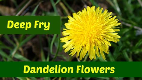 dandelion-flowers-three-ways-to-deep-fry-dandelion image