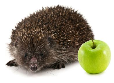 pet-hedgehog-food-treats-diet-nutrition image