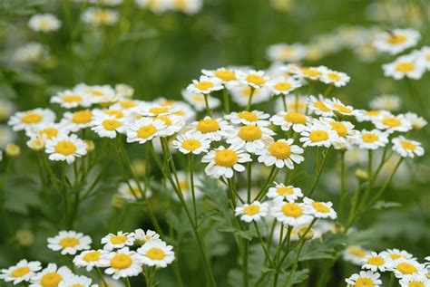 how-to-grow-and-care-for-chamomile-the-spruce image