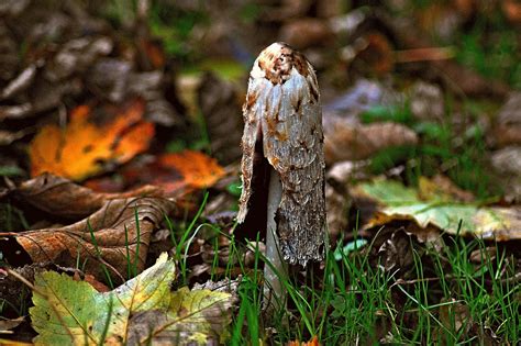 finding-the-wooly-neptune-mossy-creek-mushrooms image