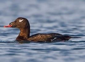white-winged-scoter-identification-all-about-birds image