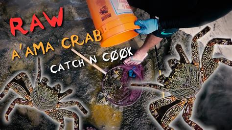raw-aama-crab-grab-and-eat-youtube image