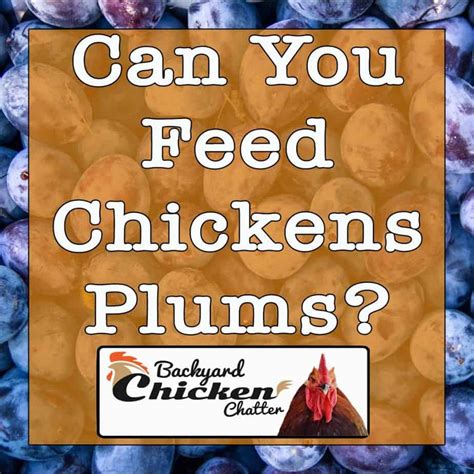 can-chickens-eat-plums-backyard-chicken-chatter image