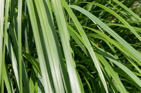 how-to-grow-and-care-for-lemongrass-the-spruce image