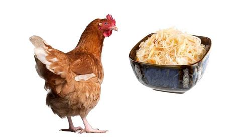 can-chickens-eat-sauerkraut-is-it-safe-for-them image