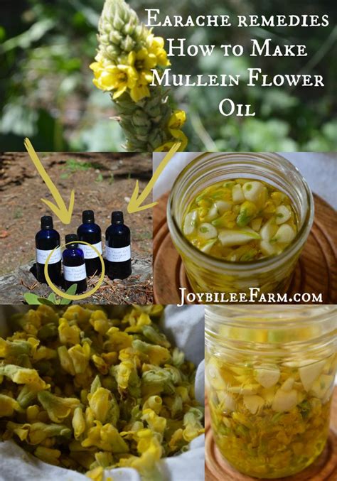 earache-remedies-how-to-make-mullein-flower-oil image