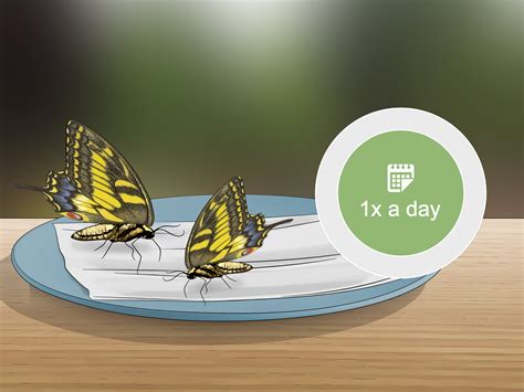 3-ways-to-feed-butterflies-wikihow image