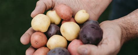 what-are-creamer-potatoes-the-little-potato-company image