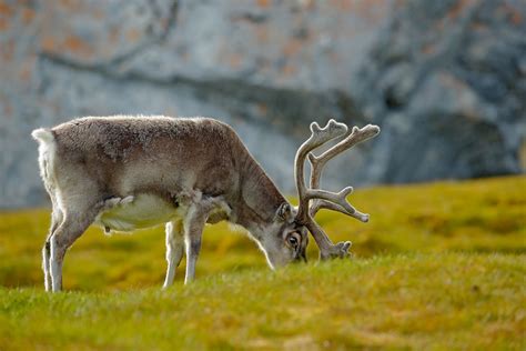 what-do-reindeer-eat-all-natural-pet-care image