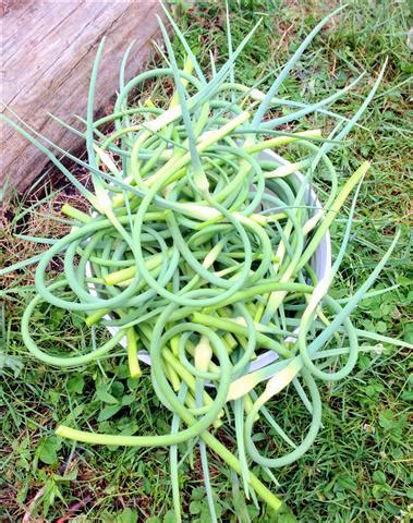 garlic-scape-pesto-recipe-grow-it-eat-it-garden image