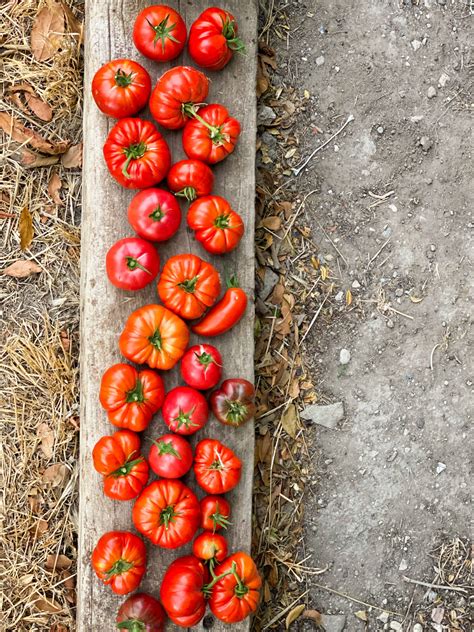 easy-tomato-tart-recipe-curious-provence image