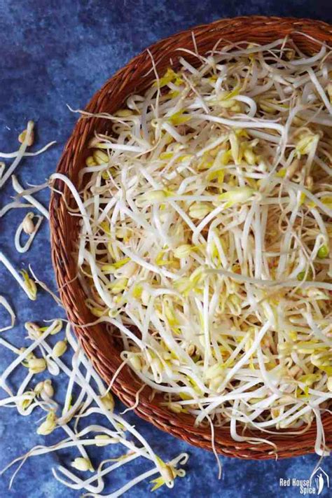 mung-bean-sprouts-homegrown-guide-a-stir-fry image
