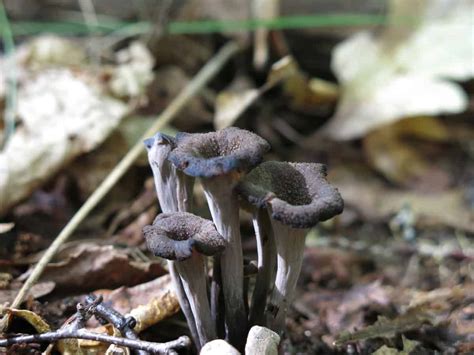 the-foragers-guide-to-black-trumpet-mushrooms image
