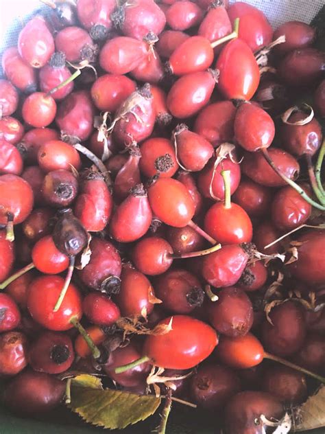 how-to-forage-rose-hips-and-a-recipe-for-rose-hip image