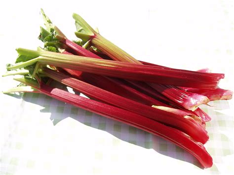 rhubarb-bars-amish-365 image