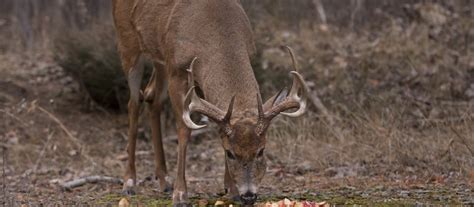 inexpensive-way-to-feed-deer-safe-cheap-deer-food image