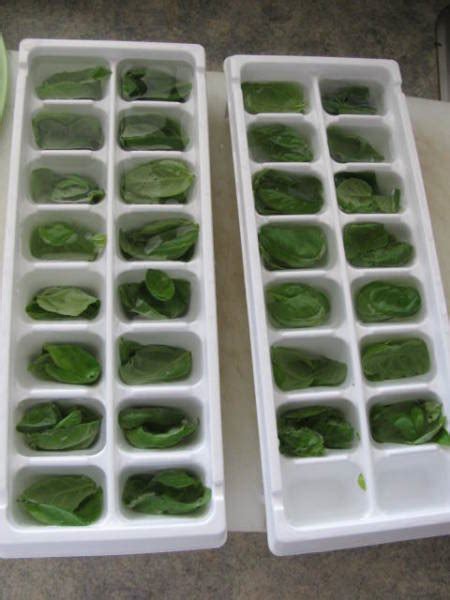 how-to-preserve-basil-tastes-fresh-all-winter-long image