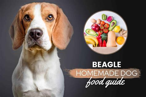 beagle-homemade-dog-food-guide-nutrition image