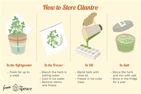 the-best-ways-to-store-and-preserve-cilantro image