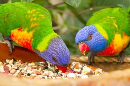 top-15-best-parrot-food-in-2022-complete-guide image