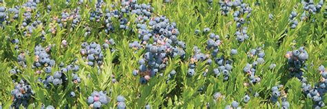 cooperative-extension-maine-wild-blueberries image