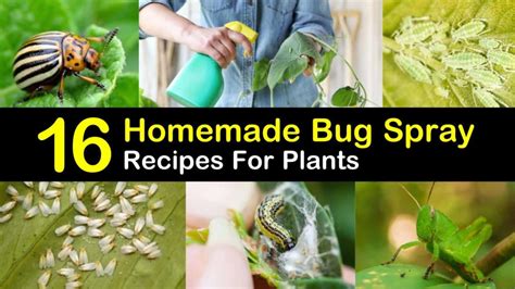 16-do-it-yourself-bug-spray-recipes-for-plants-tips image