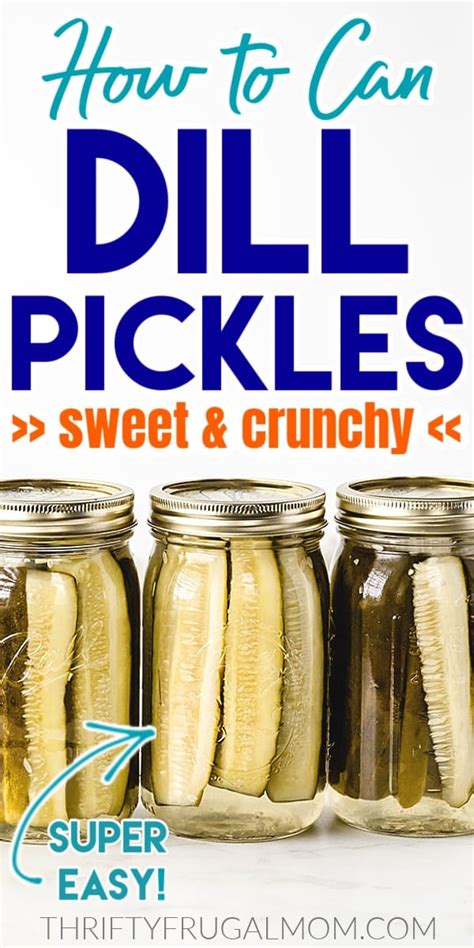 easy-canned-dill-pickle-recipe-sweet-and-crunchy image