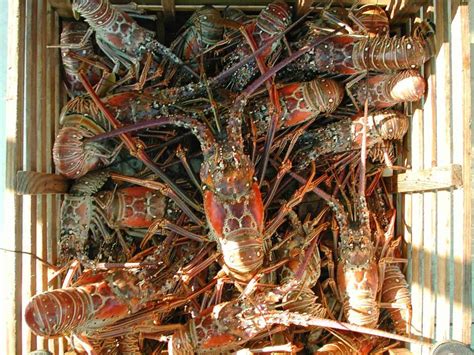 florida-lobster-catch-cook-and-eat-floridaramblercom image