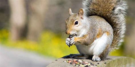 what-do-squirrels-eat-foods-they-absolutely-love image