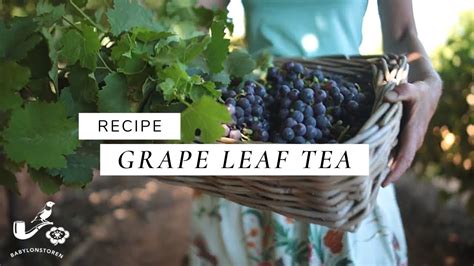 making-grape-leaf-tea-youtube image