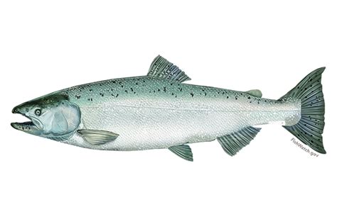 chinook-salmon-noaa-fisheries image