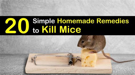 20-simple-homemade-remedies-to-kill-mice-tips-bulletin image