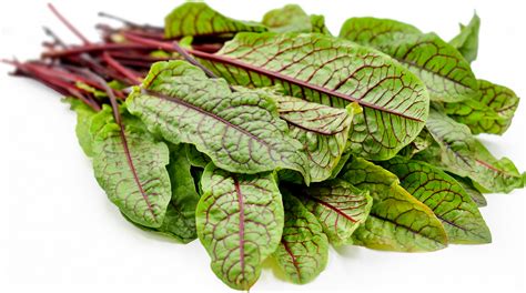 red-sorrel-information-recipes-and-facts-specialty image