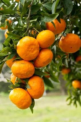 sweet-mandarin-orange-scones-one-hot-oven image